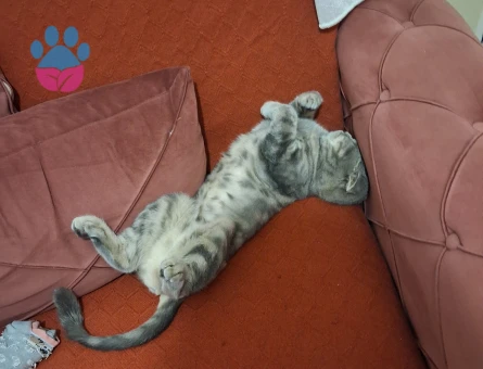 2.5 yasında scottish dişi