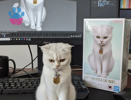 British Shorthair Kedimiz dünya Eş arıyoruz