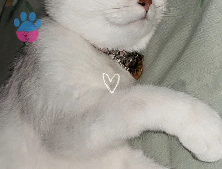 British Shorthair Kedimiz dünya Eş arıyoruz