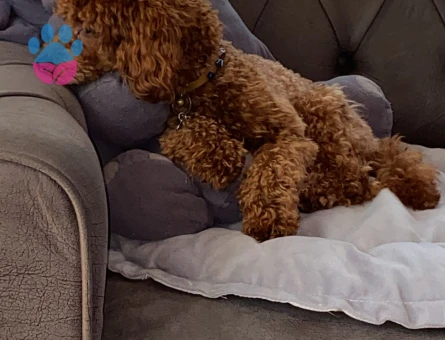 Oğlum NOODLE eş arıyoruz