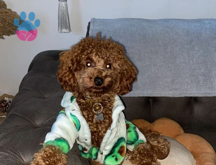 Oğlum NOODLE eş arıyoruz