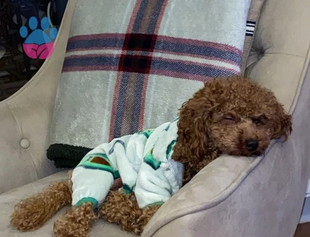 Oğlum NOODLE eş arıyoruz