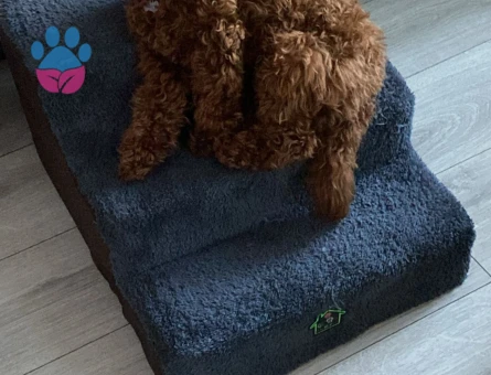 Oğlum NOODLE eş arıyoruz