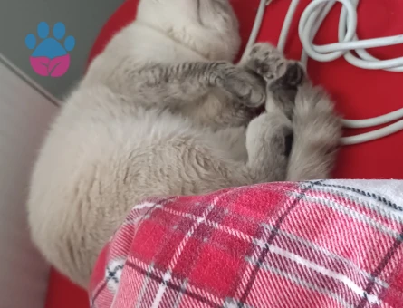 Oğluma eş arıyorum