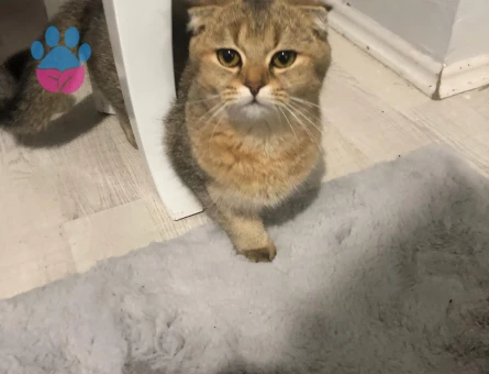 PRENSES KIZIMIZA EŞ ARIYORUZ