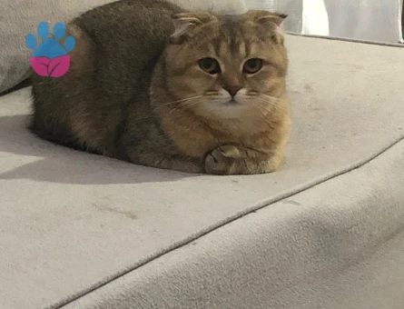 PRENSES KIZIMIZA EŞ ARIYORUZ