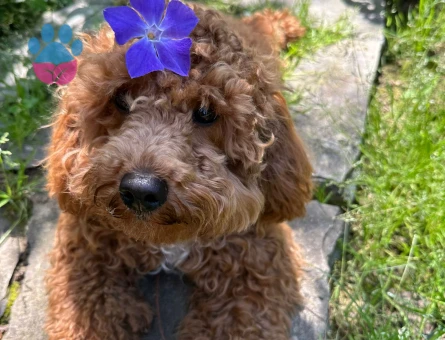 Poodle Cinsi Oğluşumuza Eş arıyoruz