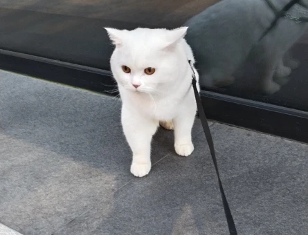 Eş bulma - 118974214