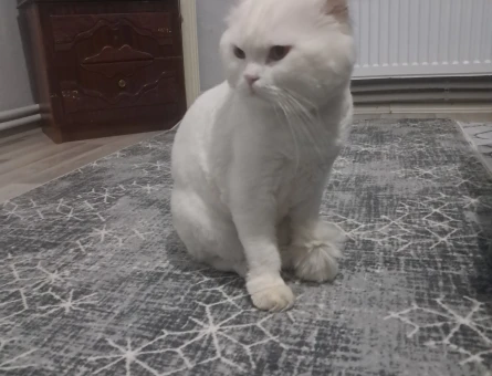 Erkek kendime eş arıyorum - 118974215
