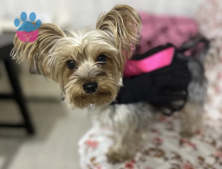 Puf hanıma uygun eş