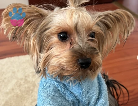 Puf hanıma uygun eş