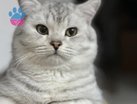 British shorthair erkek kedime eş arıyorum