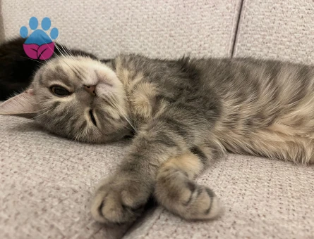 British shorthair kızıma eş arıyoruz