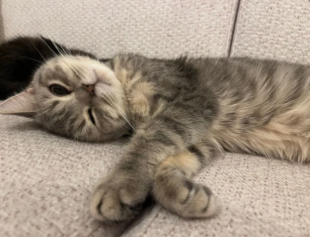 British shorthair kızıma eş arıyoruz - 118981907