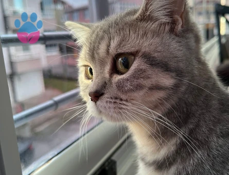 British shorthair kızıma eş arıyoruz