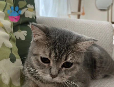 British shorthair kızıma eş arıyoruz
