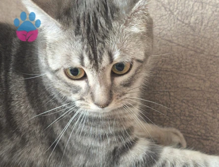 1 Yaşında Dişi Tekir Kedi İçin Eş Arıyoruz