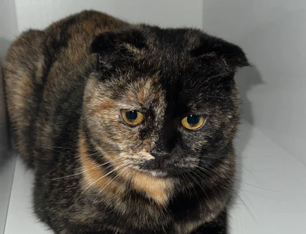 Scottish fold Çiko - 118981911
