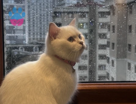 British shorthair erkek eş arıyoruz