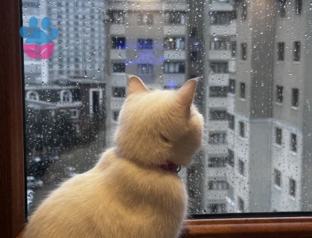 British shorthair erkek eş arıyoruz