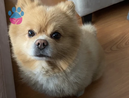 Çiftleştirmek için dişi arıyoruz