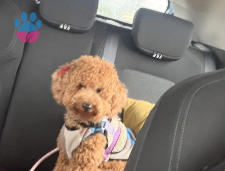 1 yaşındaki kızımıza eş arıyoruz - İZMİR