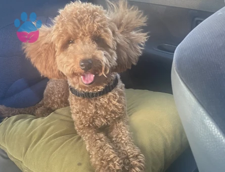 1 yaşındaki kızımıza eş arıyoruz - İZMİR