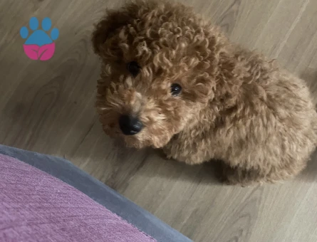 1 yaşındaki kızımıza eş arıyoruz - İZMİR