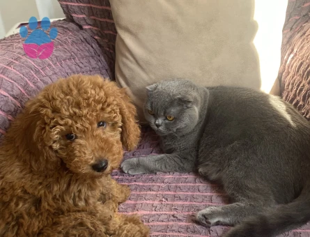 1 yaşındaki kızımıza eş arıyoruz - İZMİR