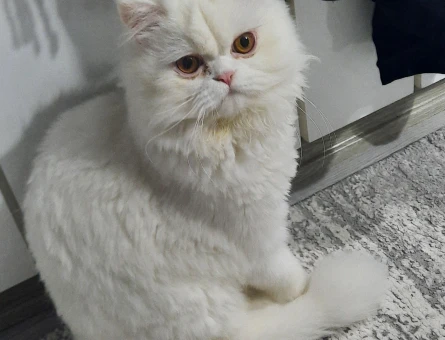 Chilchilla dişi kedim - 118981917