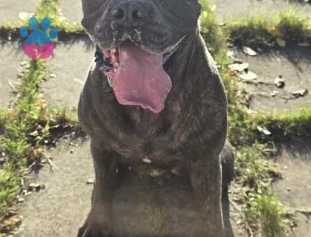 Fransız Bulldog x King Cane Corso mix ingiltere doğumlu oğlumuza eṣ Ariyoruz