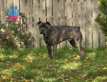 Fransız Bulldog x King Cane Corso mix ingiltere doğumlu oğlumuza eṣ Ariyoruz
