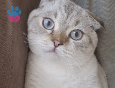 Scottish Fold Oğlum miaya eş arıyorum