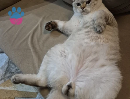 Scottish Fold Oğlum miaya eş arıyorum