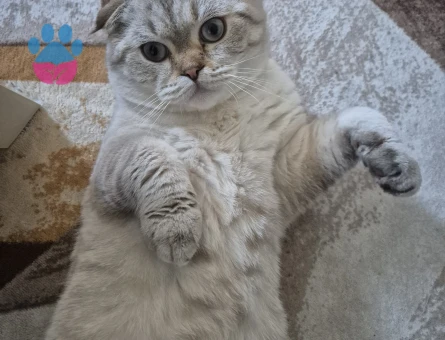 Scottish Fold Oğlum miaya eş arıyorum