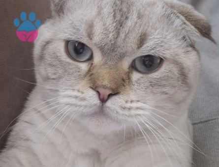 Scottish Fold Oğlum miaya eş arıyorum