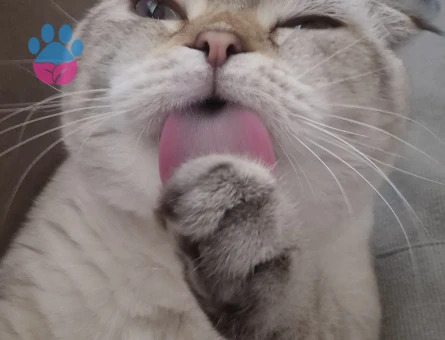 Scottish Fold Oğlum miaya eş arıyorum