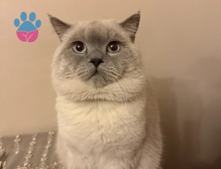 Mocha (British shorthair blue point)
