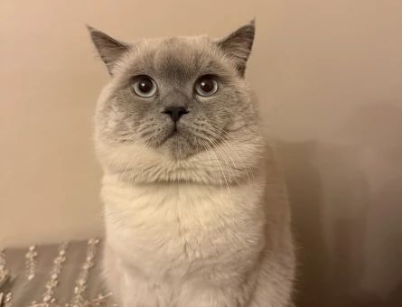 Mocha (British shorthair blue point) - 118981923