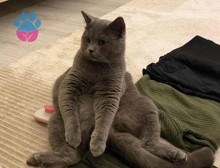 Çakıl Paşamıza Eş arıyoruz