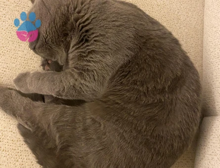 Çakıl Paşamıza Eş arıyoruz