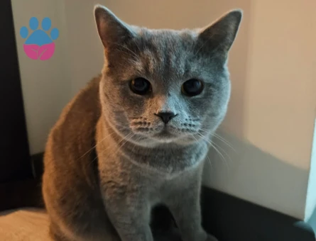 Çakıl Paşamıza Eş arıyoruz