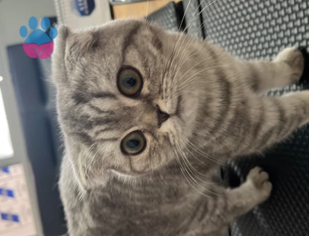 Scottish Fold Dişi Kedim Eş Arıyor