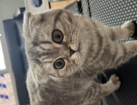 Scottish Fold Dişi Kedim Eş Arıyor - 118962872