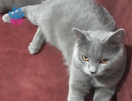 British Shorthair 1 Yaşında Kedim Eş Arıyor