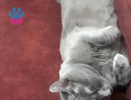 British Shorthair 1 Yaşında Kedim Eş Arıyor