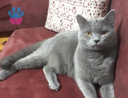 British Shorthair 1 Yaşında Kedim Eş Arıyor