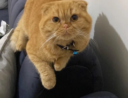 Scottish Fold 2 Yaşında Oğluma Eş Arıyorum - 118962875