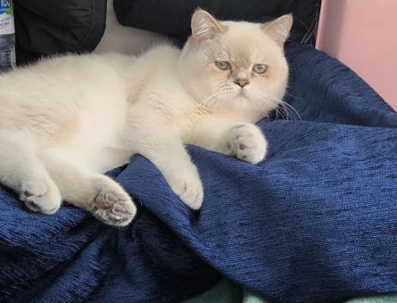 British Shorthair Oğluma Eş Arıyorum - 118962886