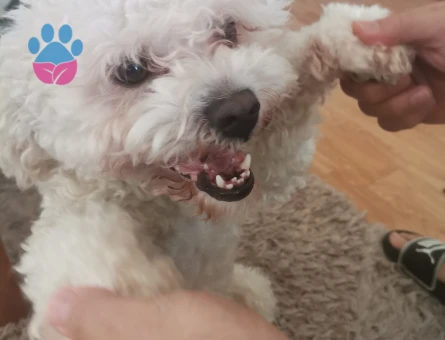 Maltipoo Erkek Köpeğime Eş Arıyorum